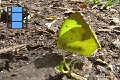 Scene 25e_Close-up of Eurema salome and Eurema xanthochlora drinking water on ground